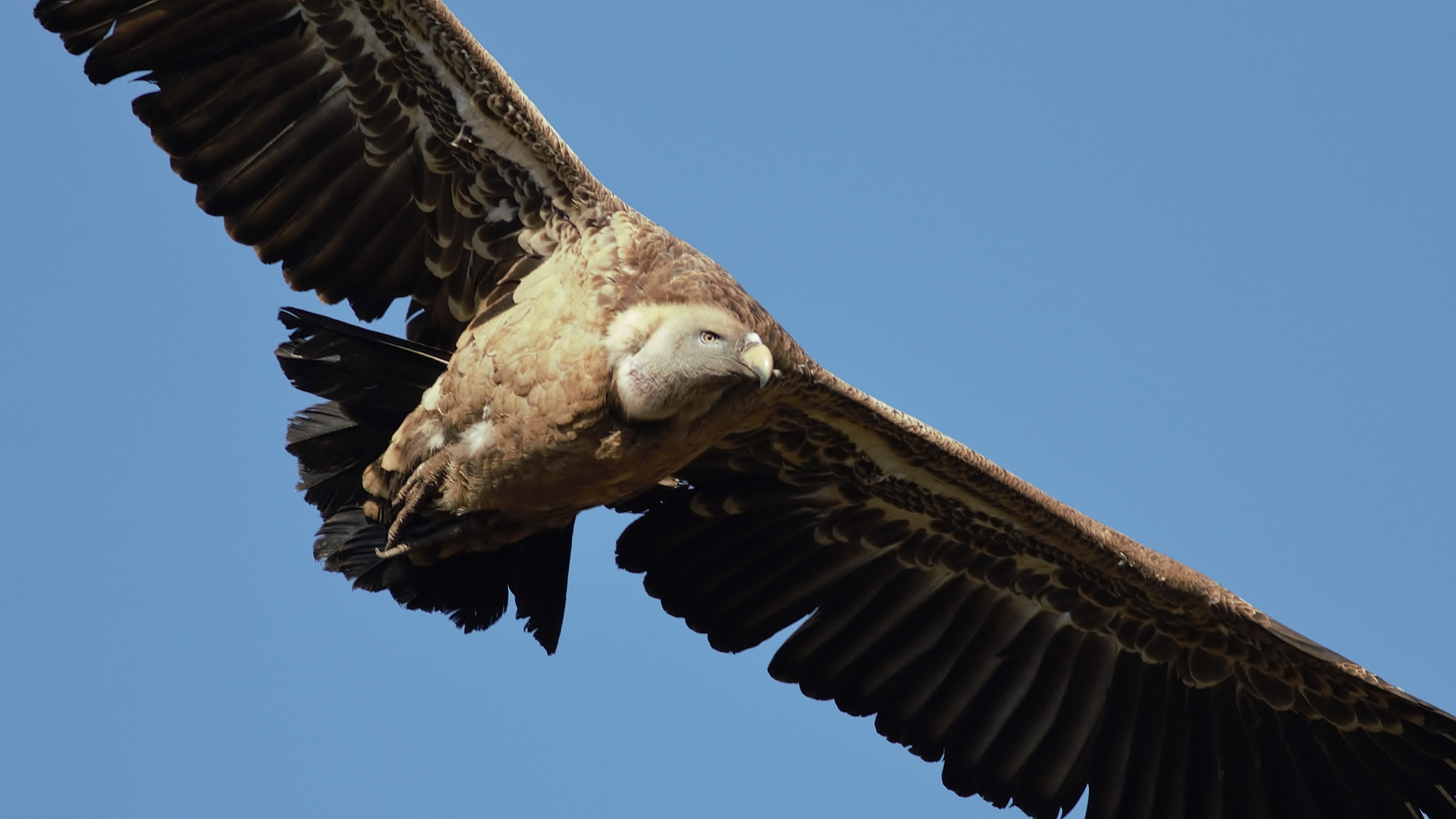 Rüppell's Griffon